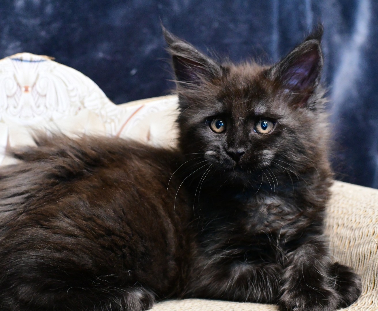 Zen Cattery Previous Kittens - Cougar