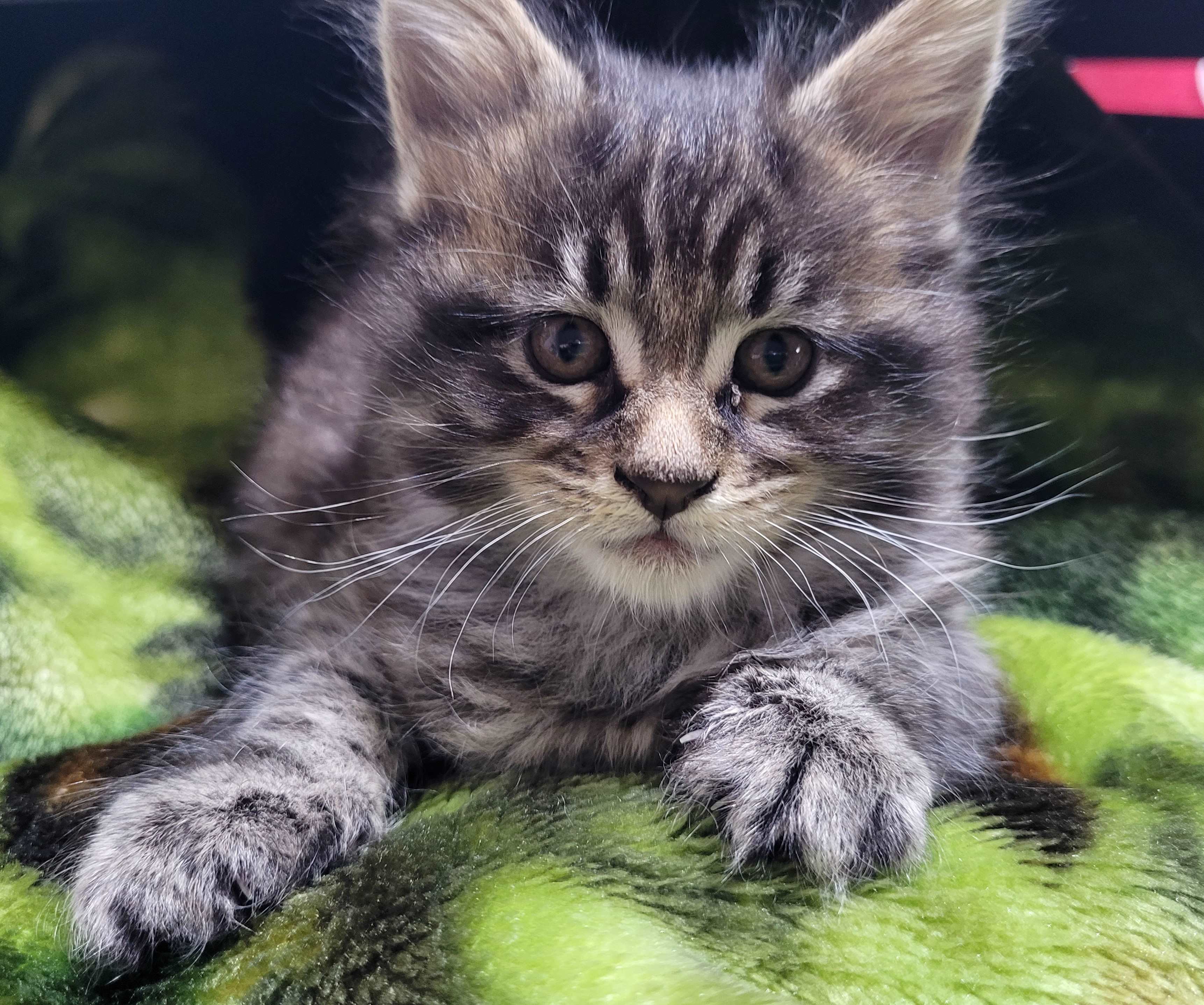 Zen Cattery Previous Kittens - Bristol