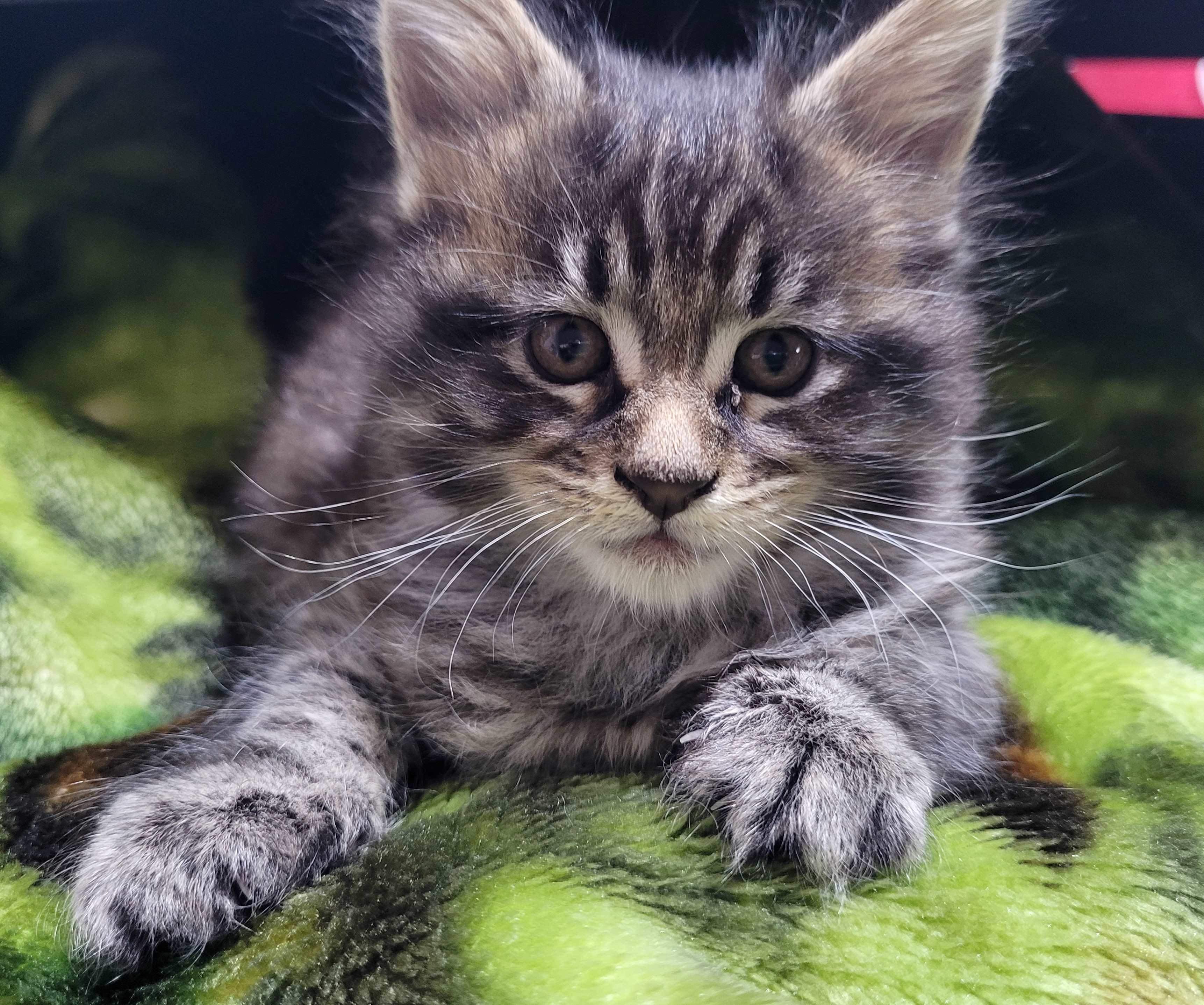 Zen Cattery Previous Kittens - Axle