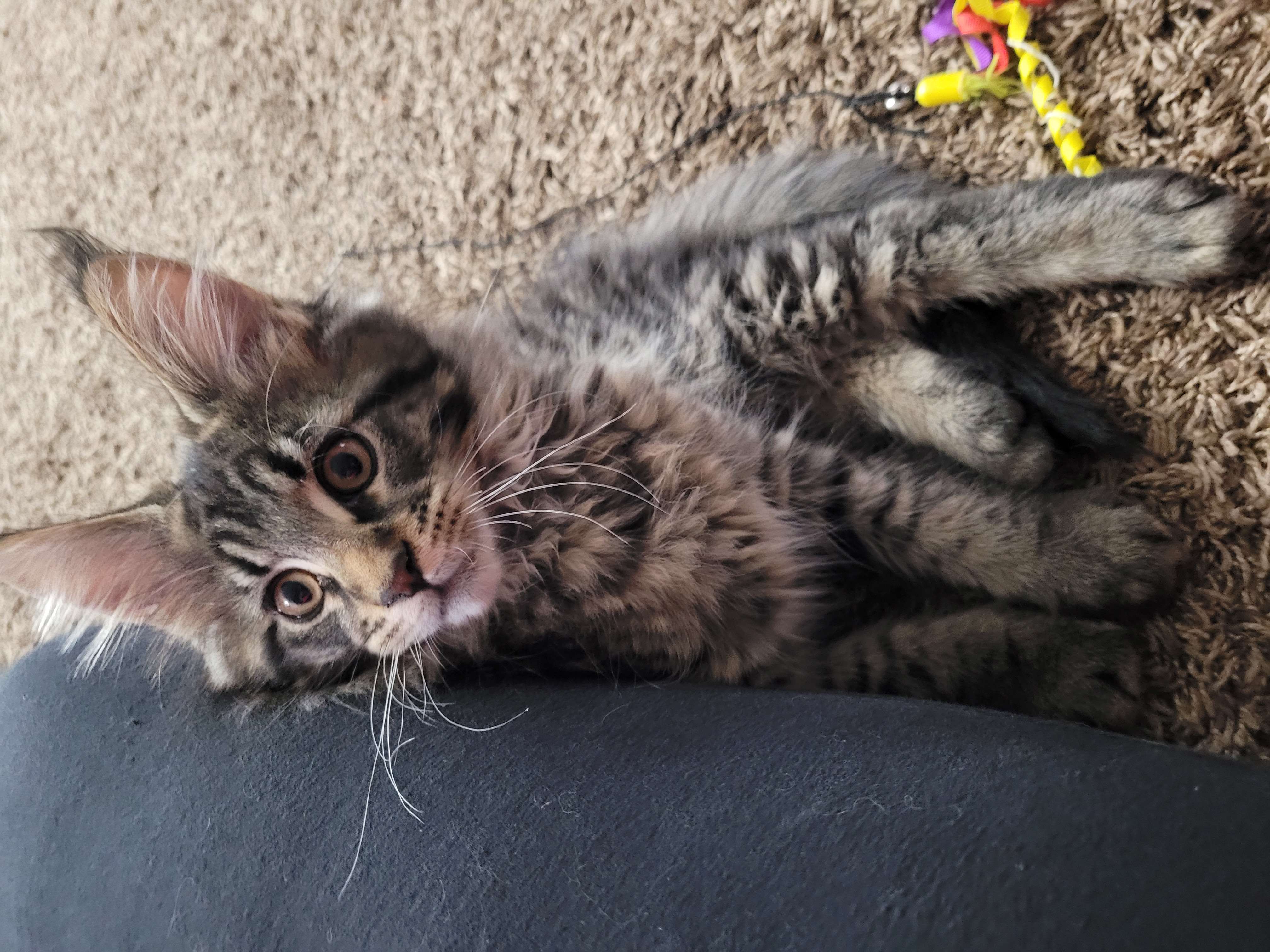 Zen Cattery Previous Kittens - Memphis