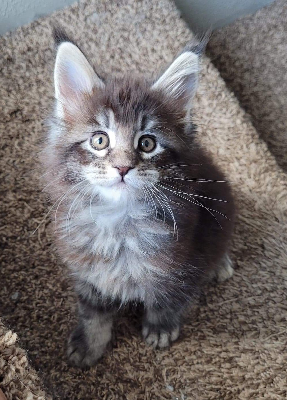 Zen Cattery Previous Kittens - Bentley