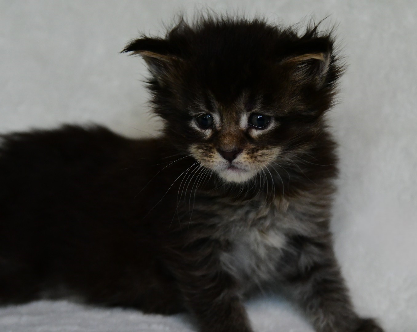 Zen Cattery Previous Kittens - Opal