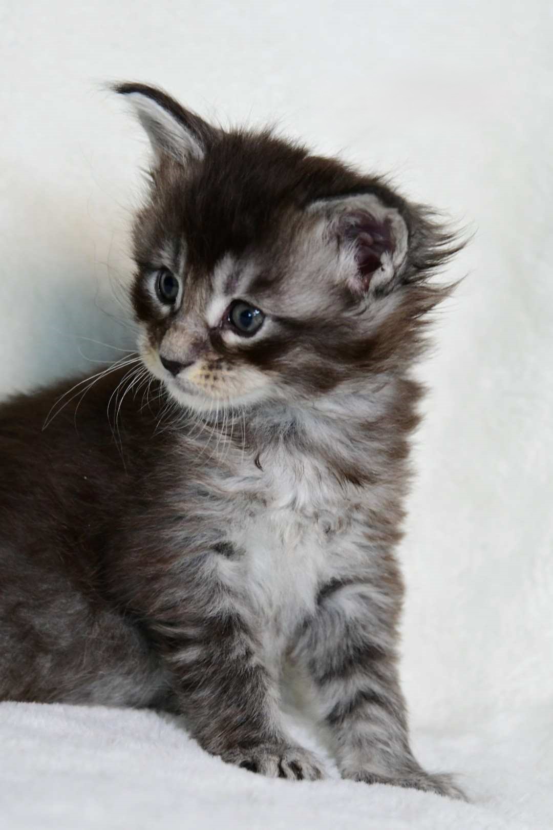 Zen Cattery Previous Kittens - Amber