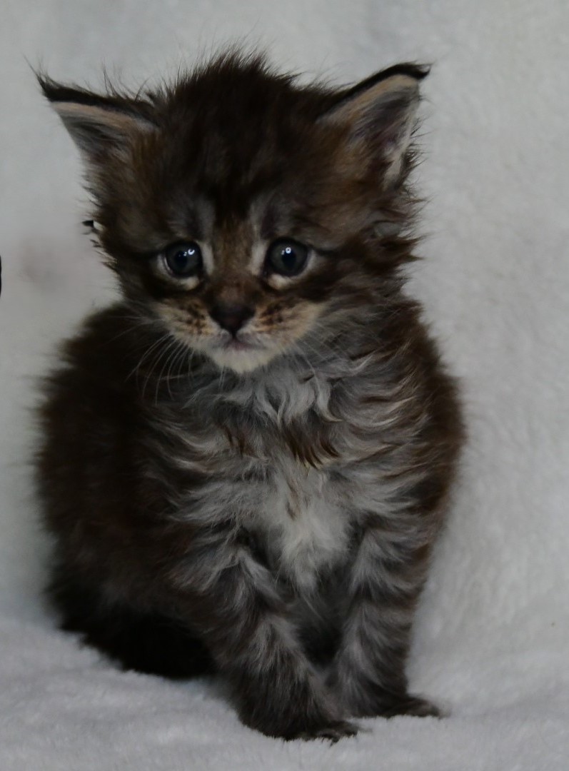 Zen Cattery Previous Kittens - Emerald