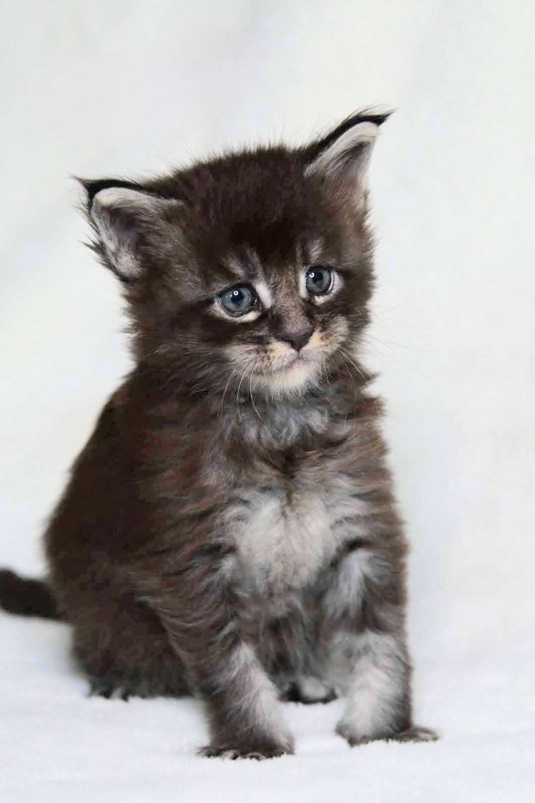 Zen Cattery Previous Kittens - Topaz