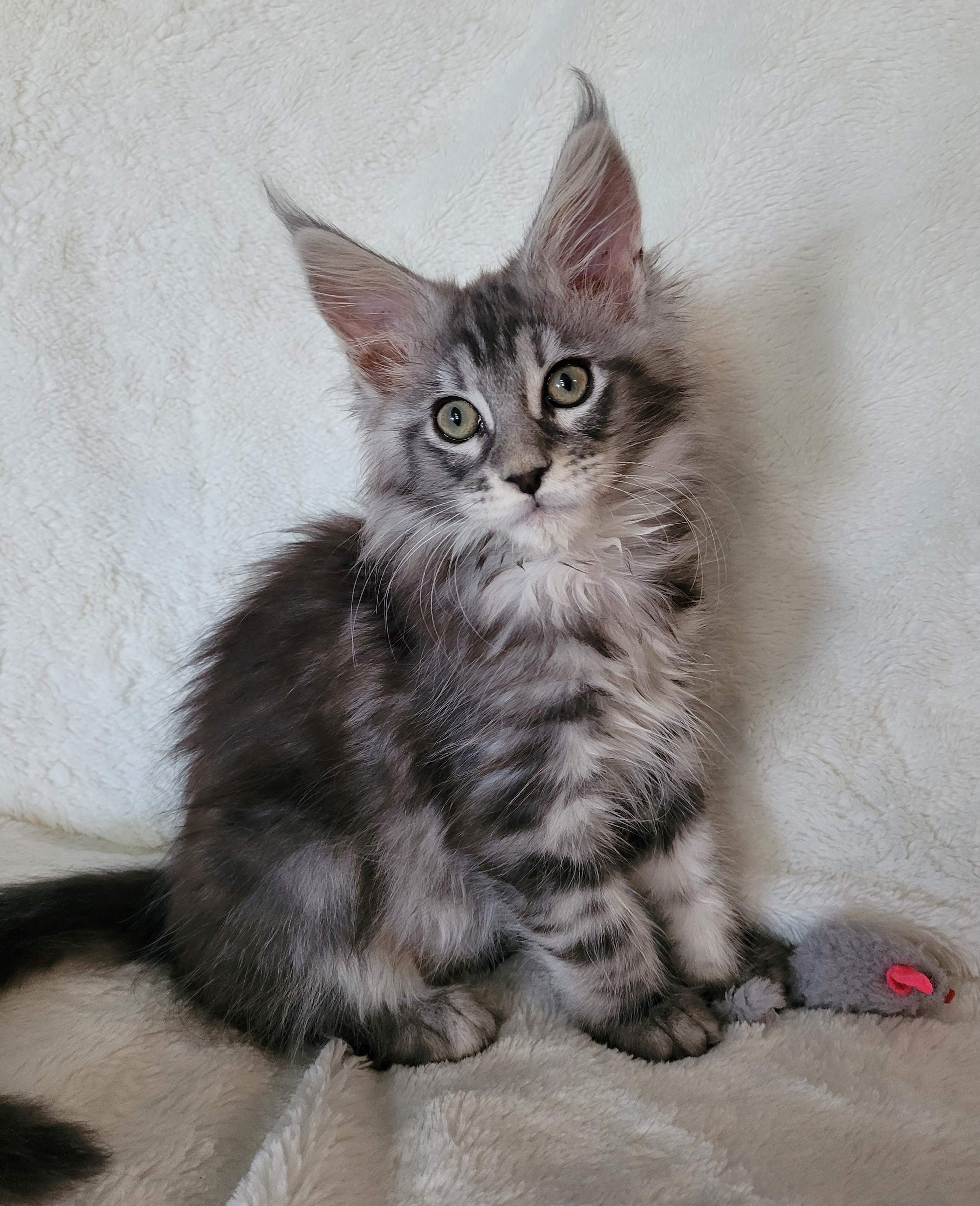 Zen Cattery Previous Kittens - Joey