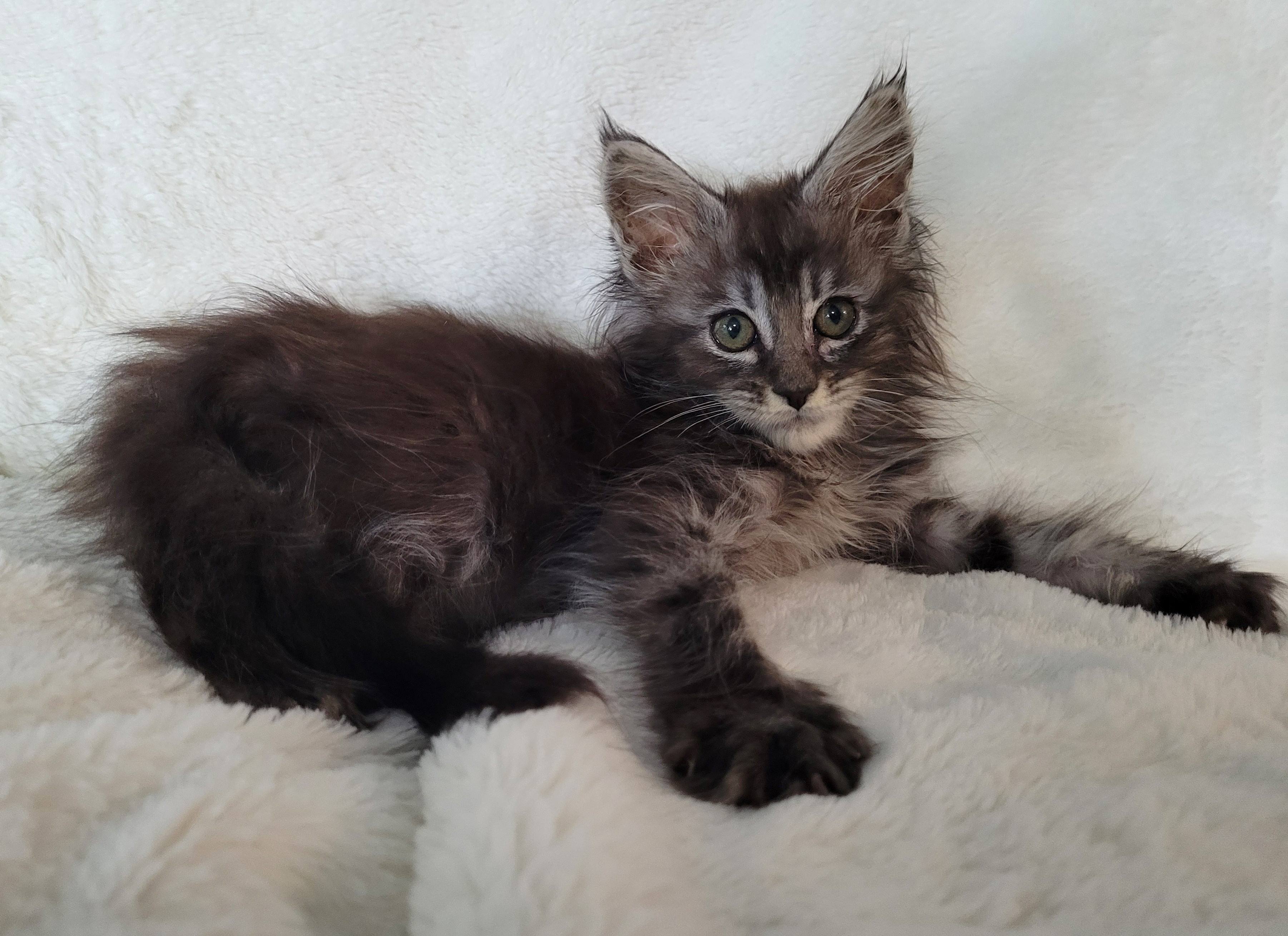 Zen Cattery Available Kittens - Phoebe