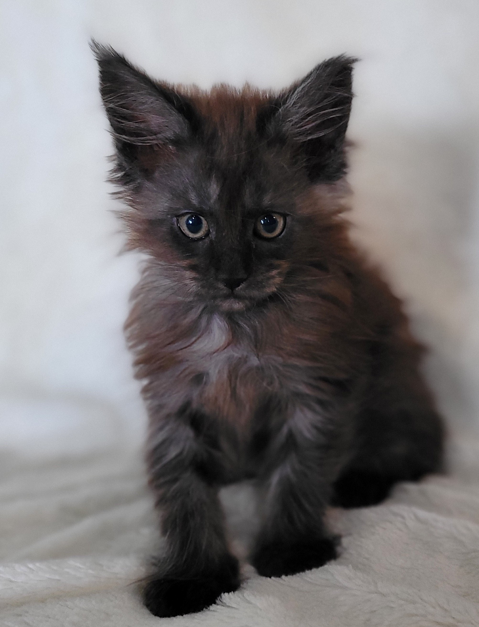 Zen Cattery Previous Kittens - Wednesday