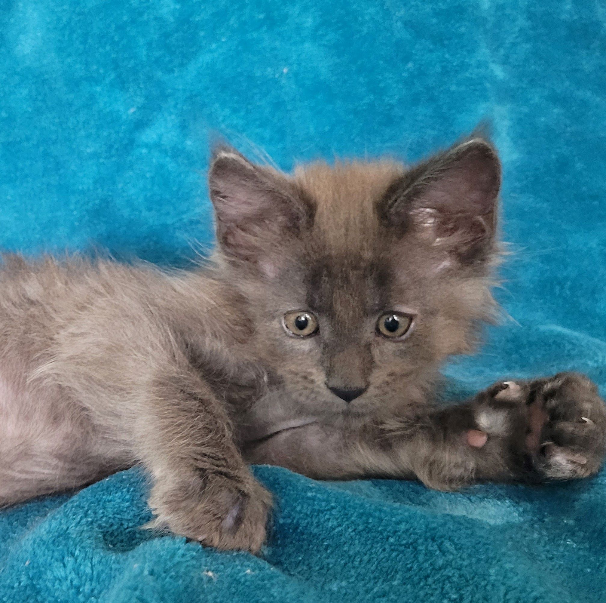 Zen Cattery Previous Kittens - Boston