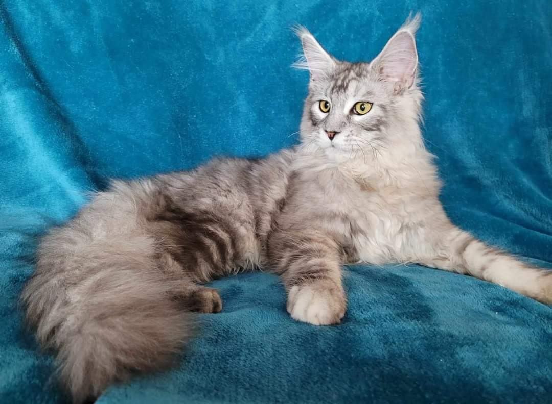 Zen Cattery Royalty - Mufazza