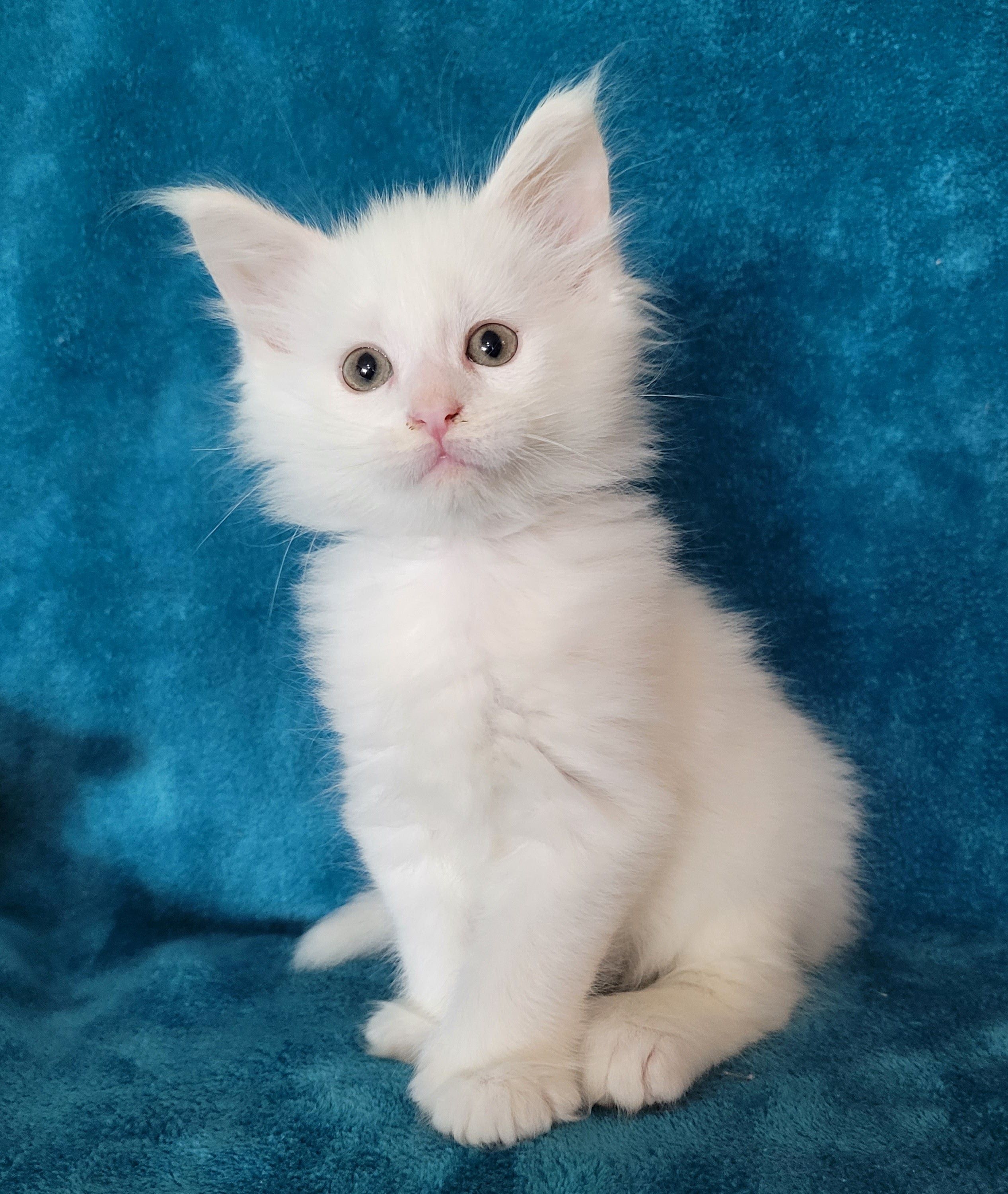 Zen Cattery Available Kittens - Jack