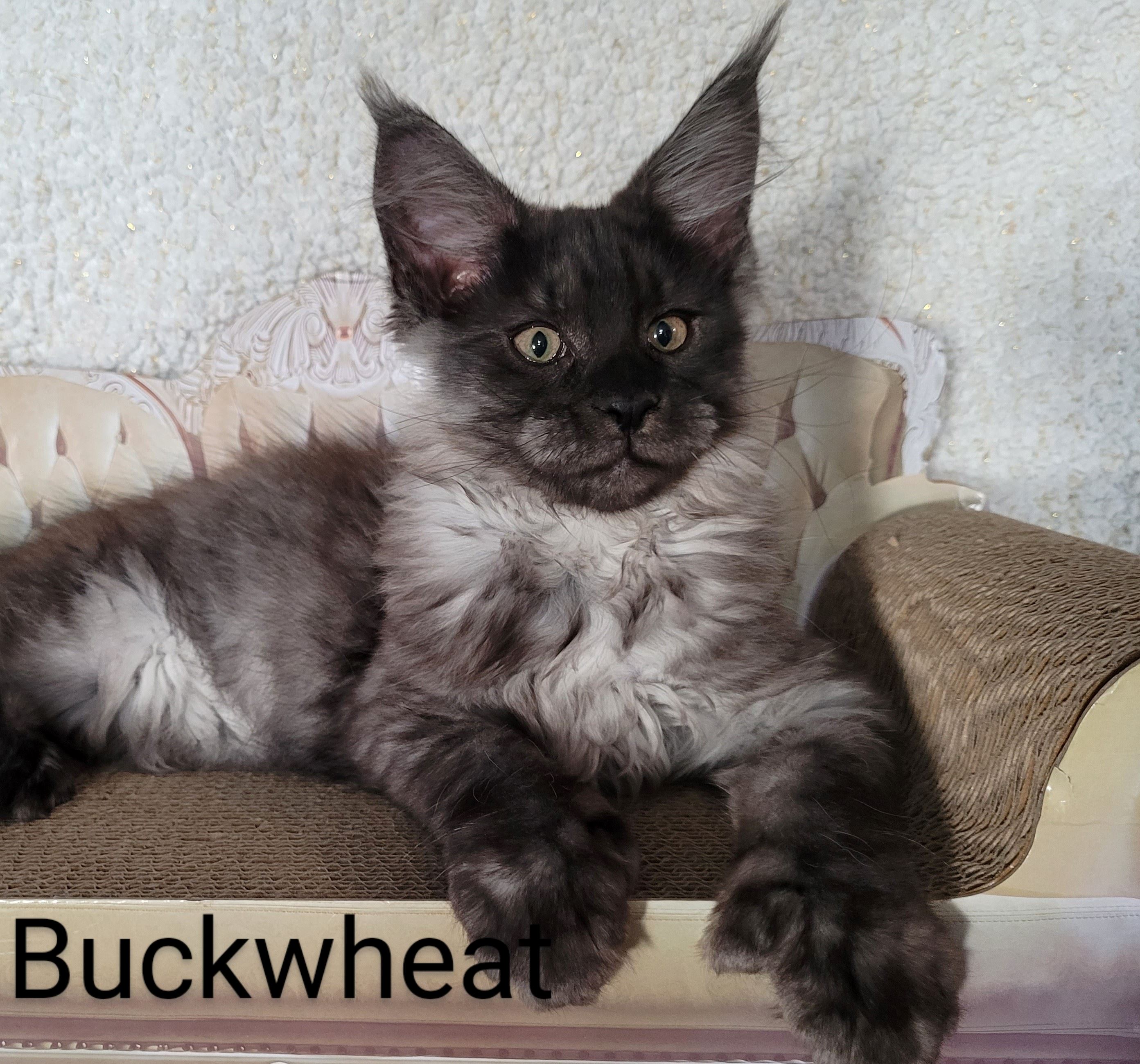 Zen Cattery Previous Kittens - Buckwheat