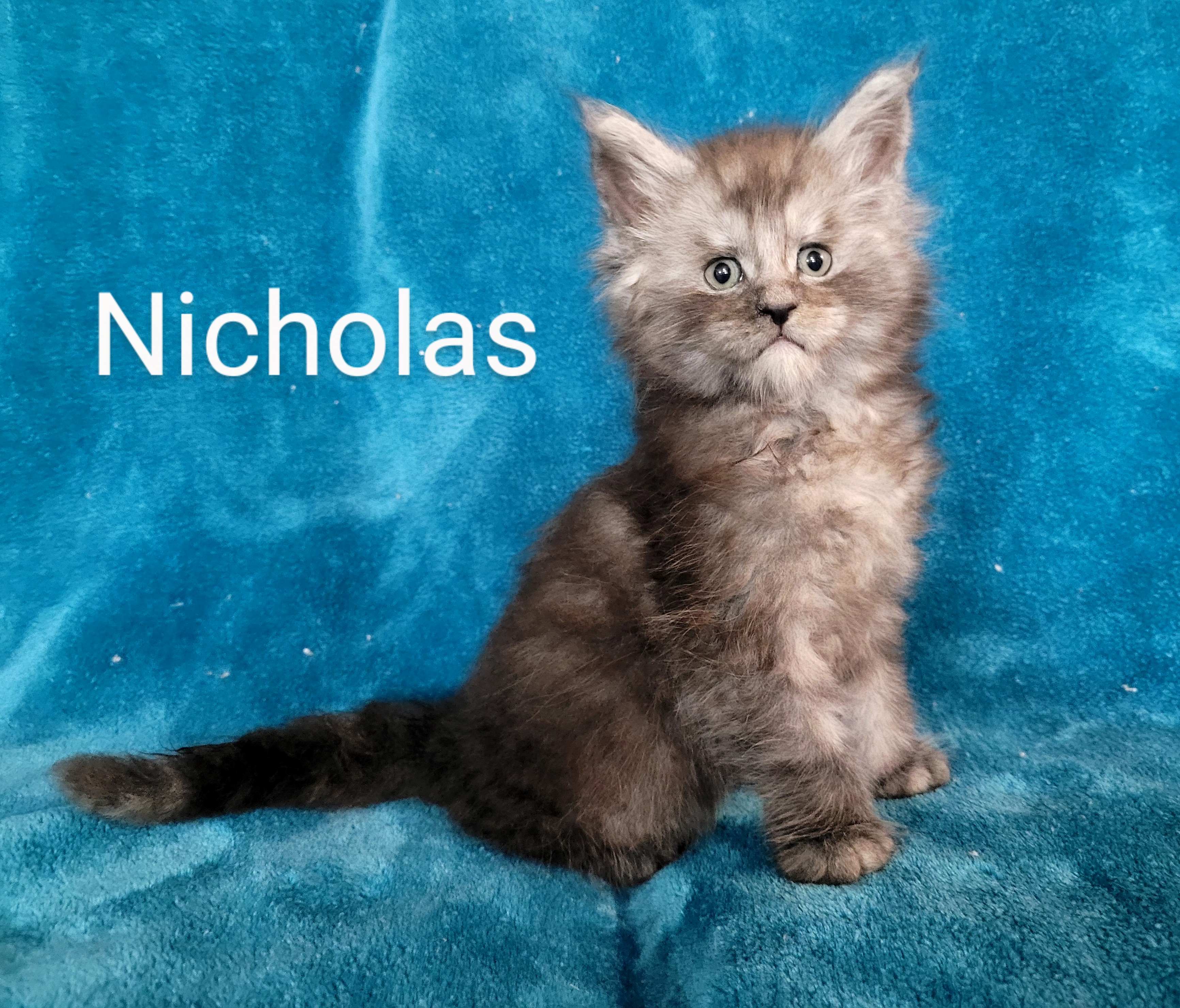 Zen Cattery Available Kittens - Nicholas