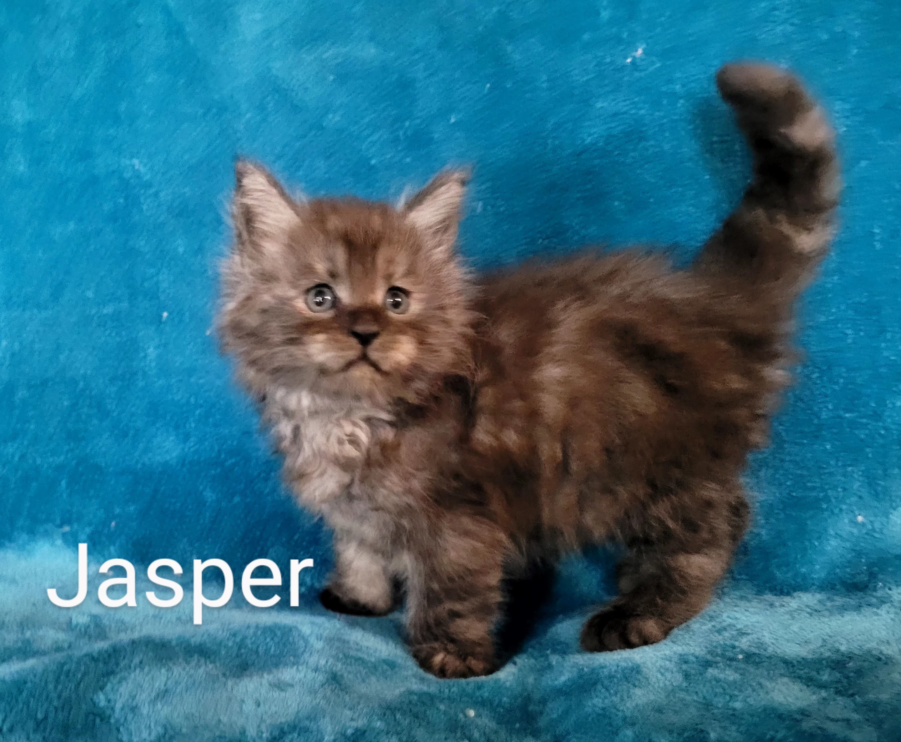 Zen Cattery Available Kittens - Jasper