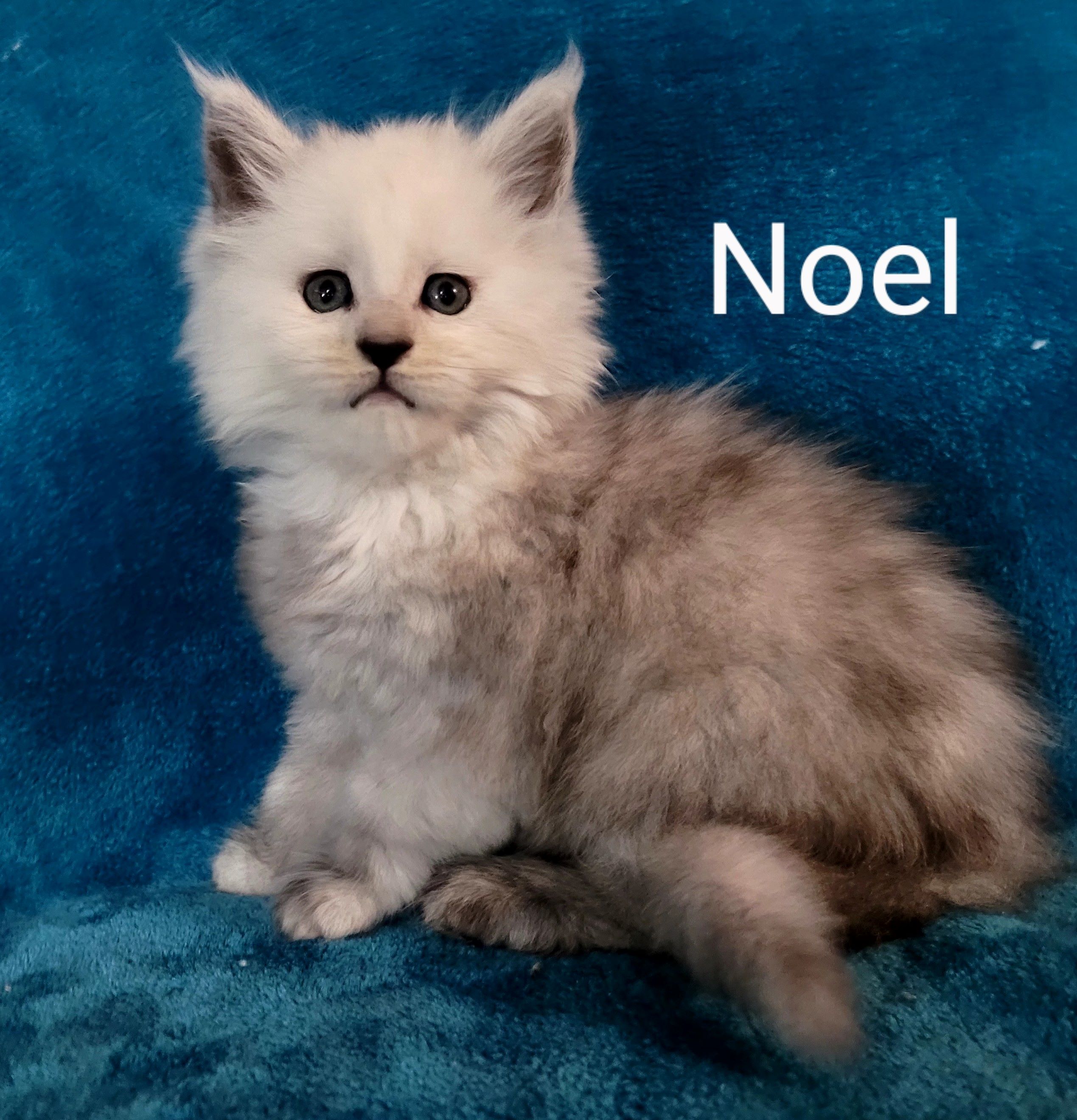 Zen Cattery Available Kittens - Noel