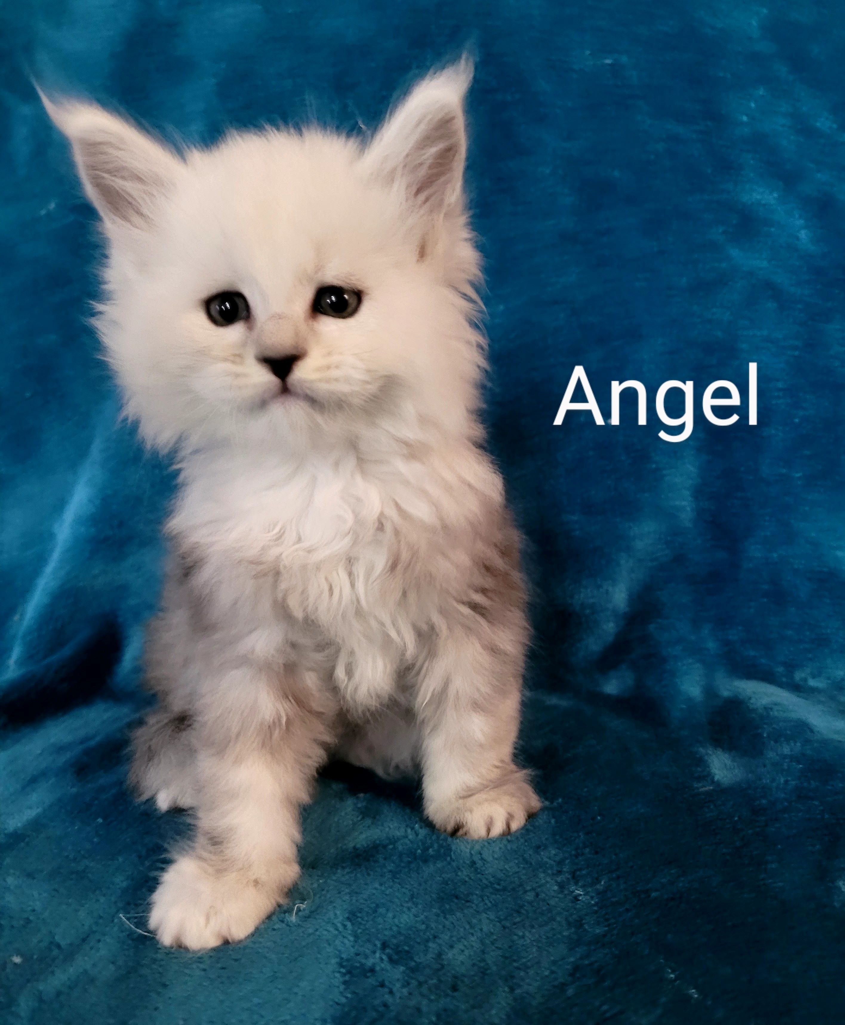 Zen Cattery Available Kittens - Angel