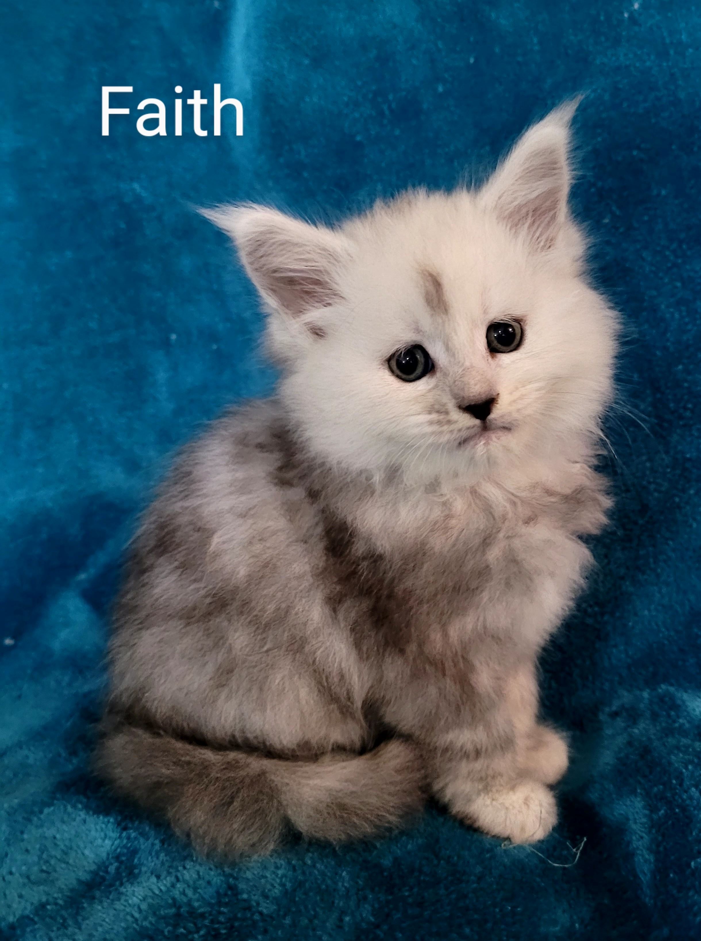 Zen Cattery Available Kittens - Faith