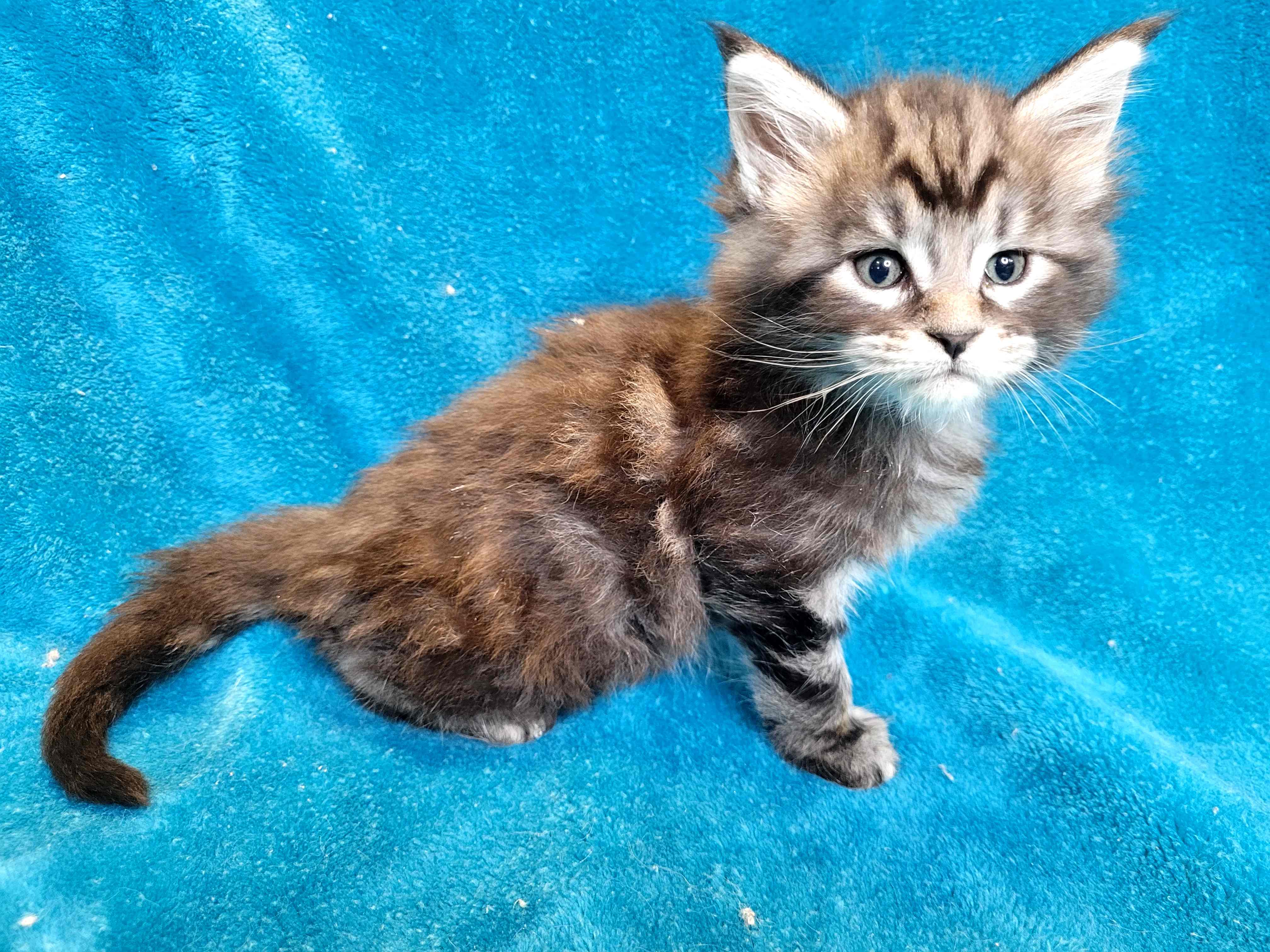 Zen Cattery Available Kittens - Griffin