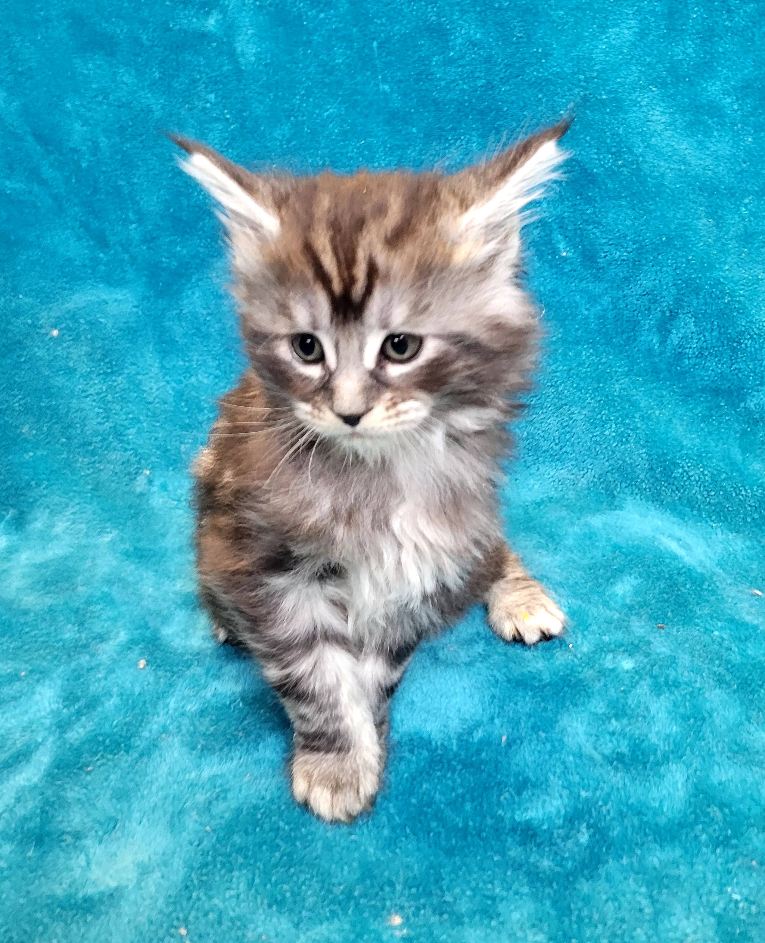 Zen Cattery Available Kittens - Murray