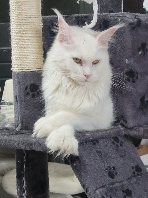 Zen Cattery Royalty - Rhapsody