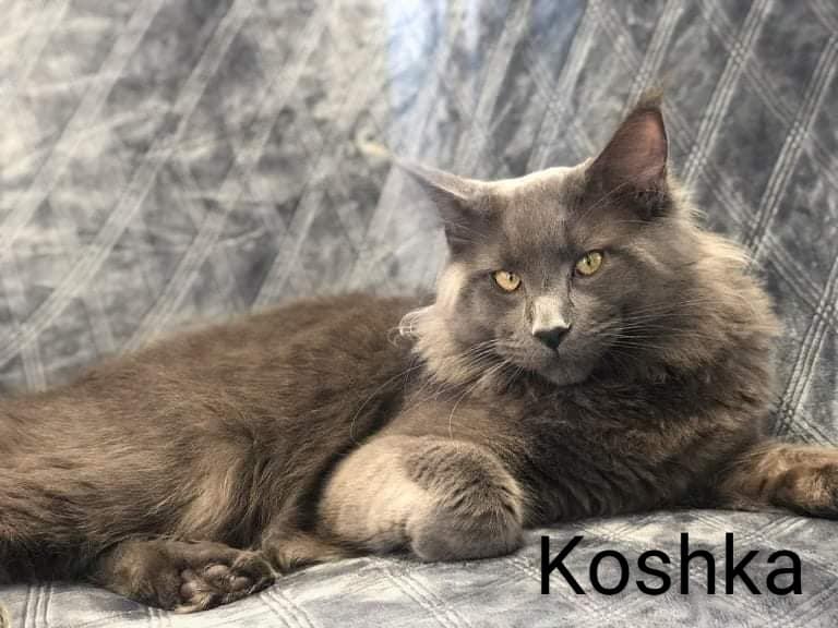 Zen Cattery Royalty - Koshka