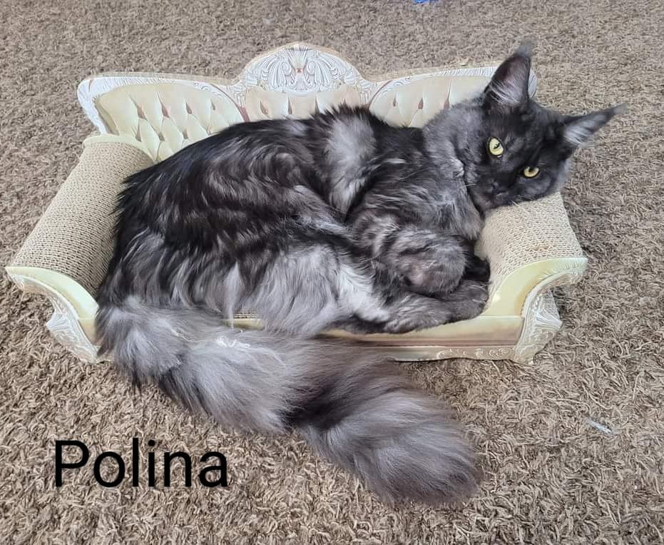 Zen Cattery Royalty - Polina