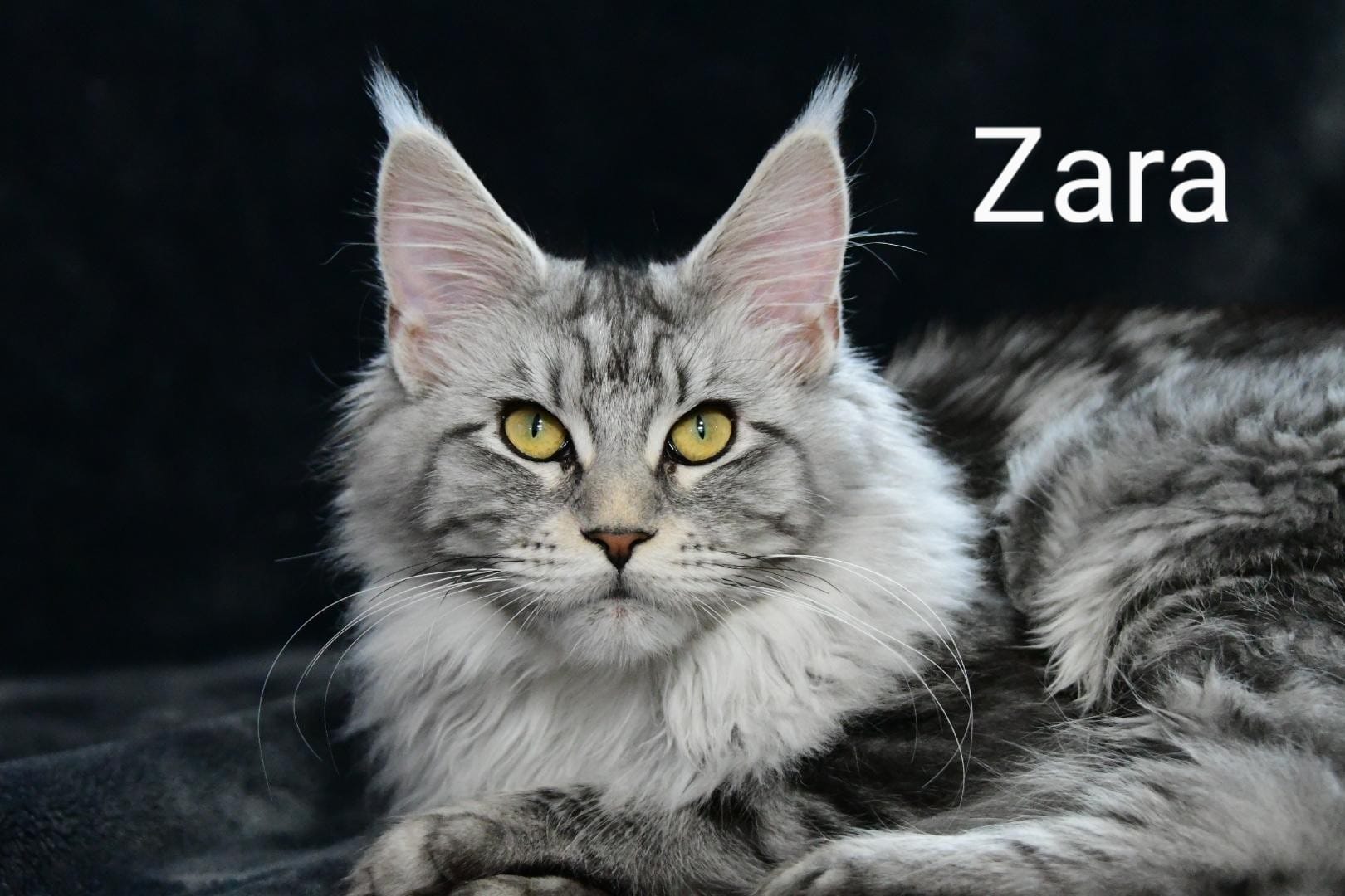 Zen Cattery Royalty - Zara