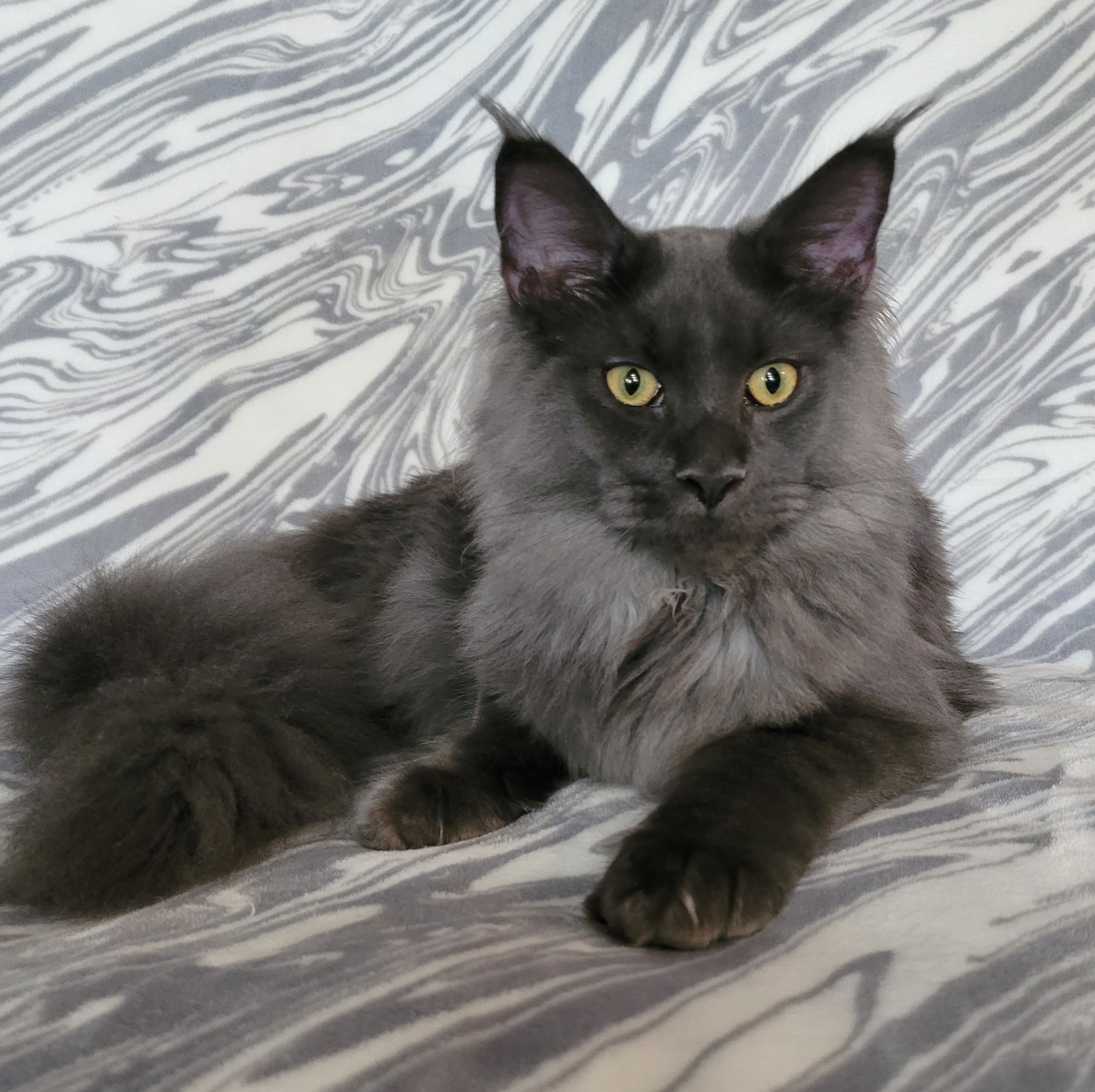 Zen Cattery Royalty - Tesha