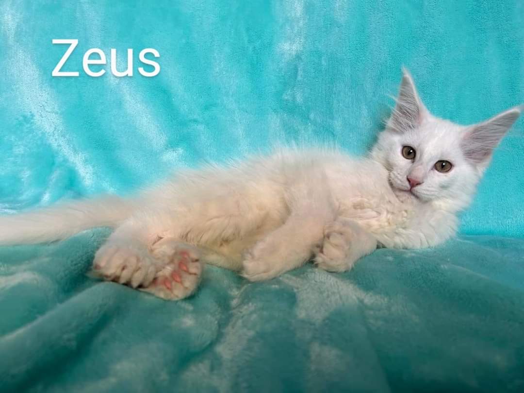 Zen Cattery Previous Kittens - Zeus