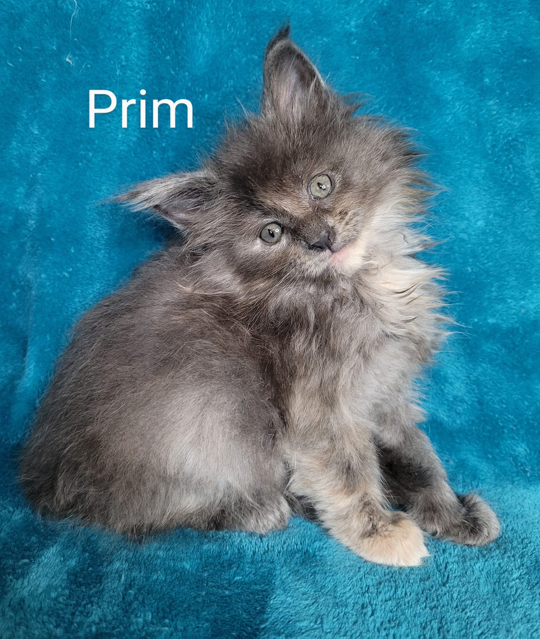 Zen Cattery Previous Kittens - Prim