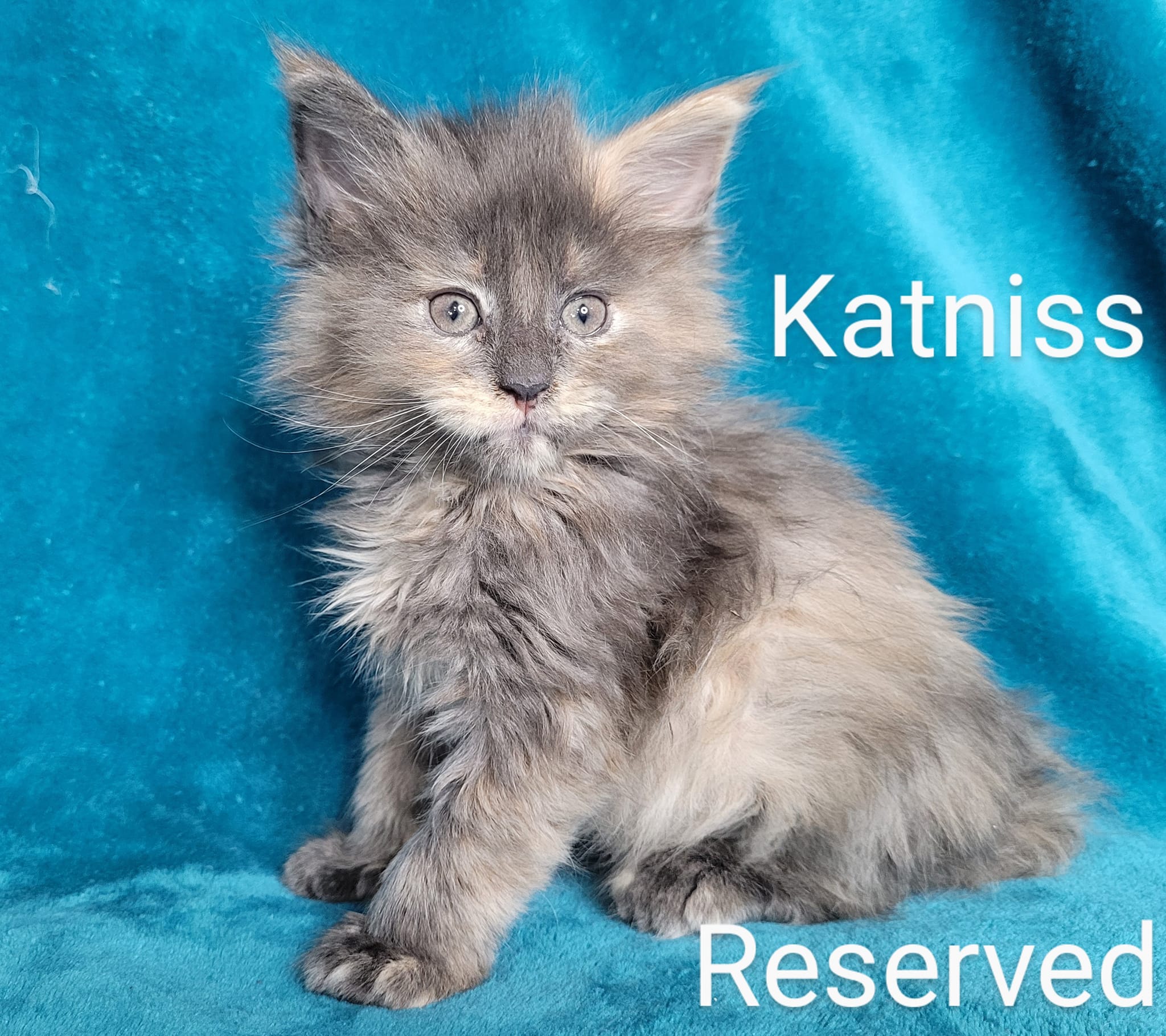 Zen Cattery Previous Kittens - Katniss