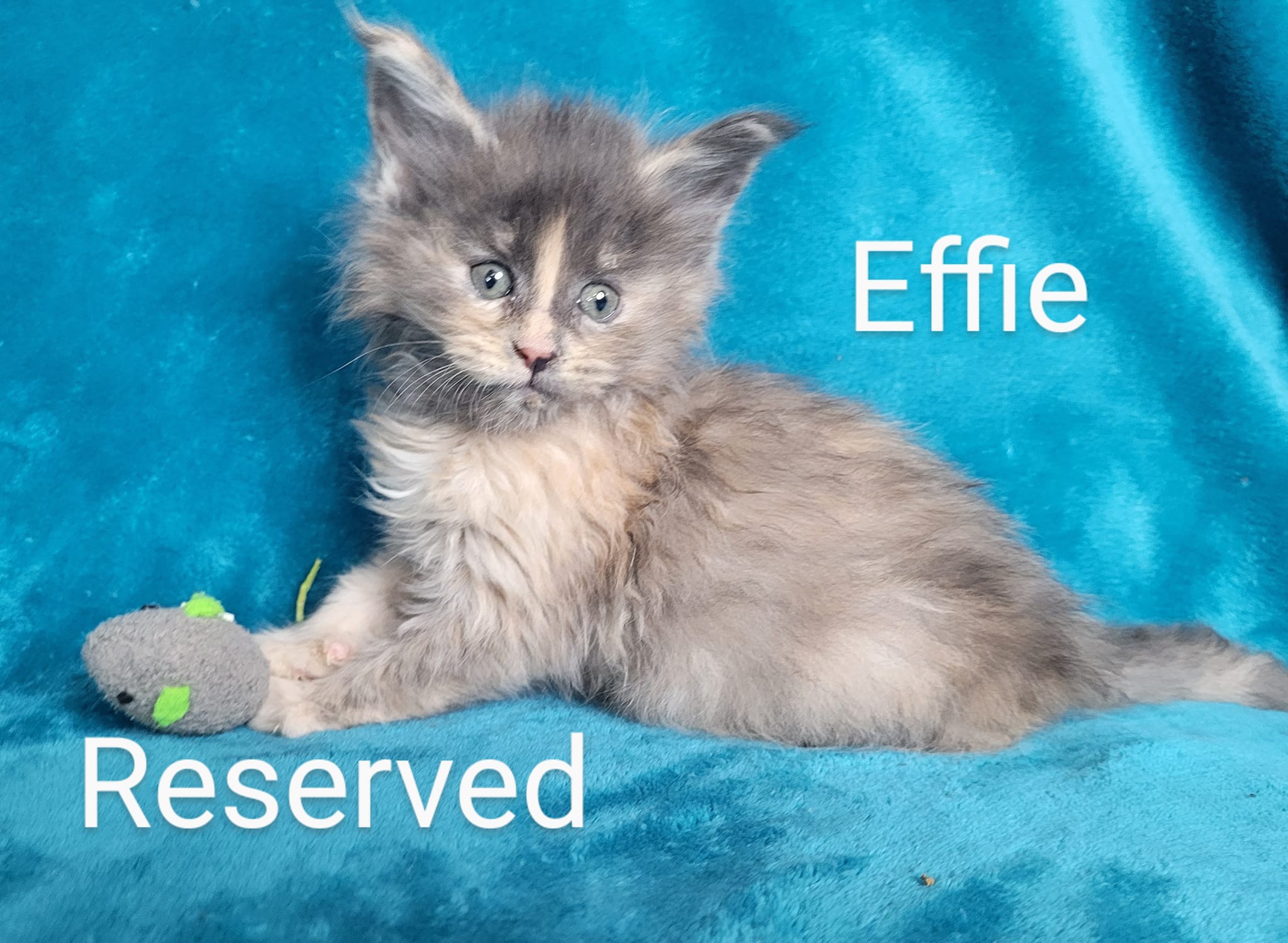 Zen Cattery Previous Kittens - Effie