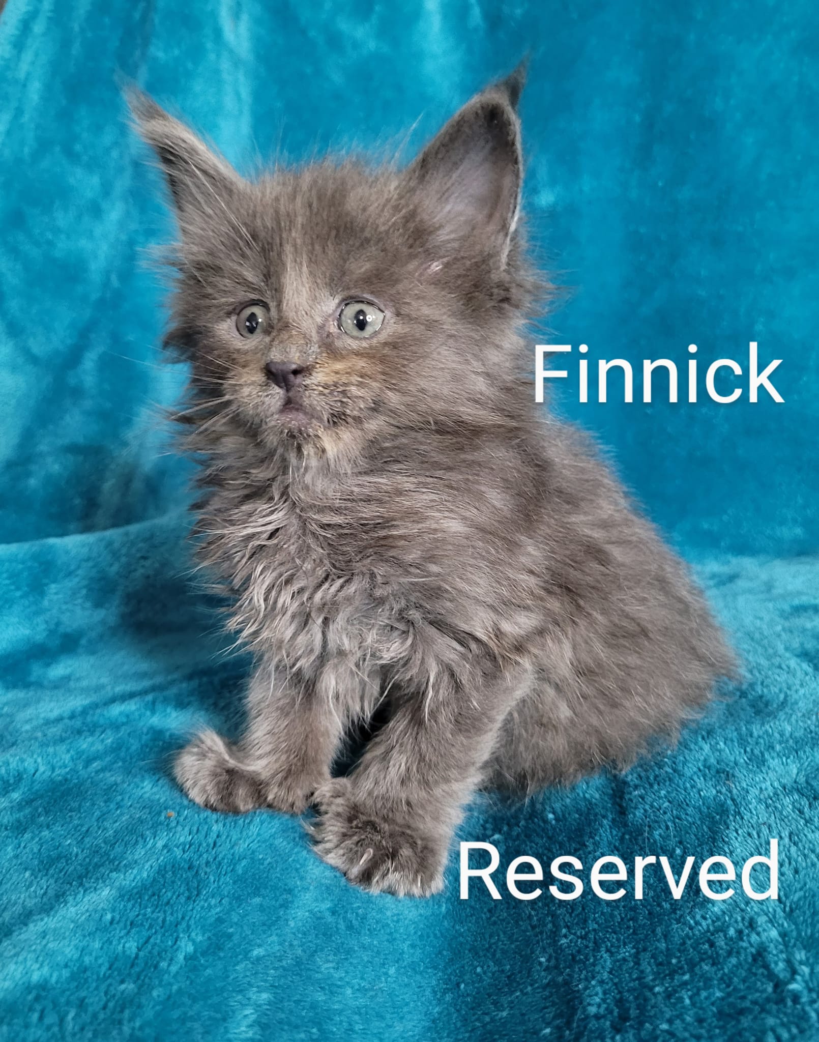 Zen Cattery Previous Kittens - Finnick