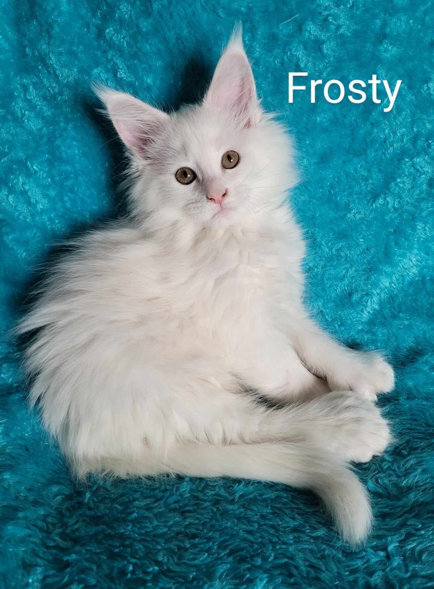 Zen Cattery Previous Kittens - Frosty