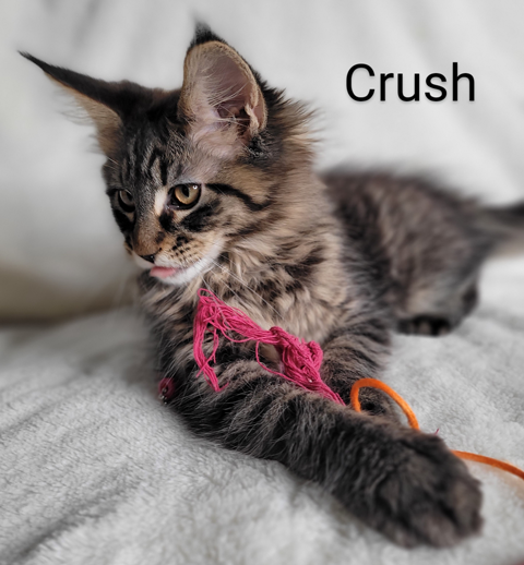 Zen Cattery Previous Kittens - Crush