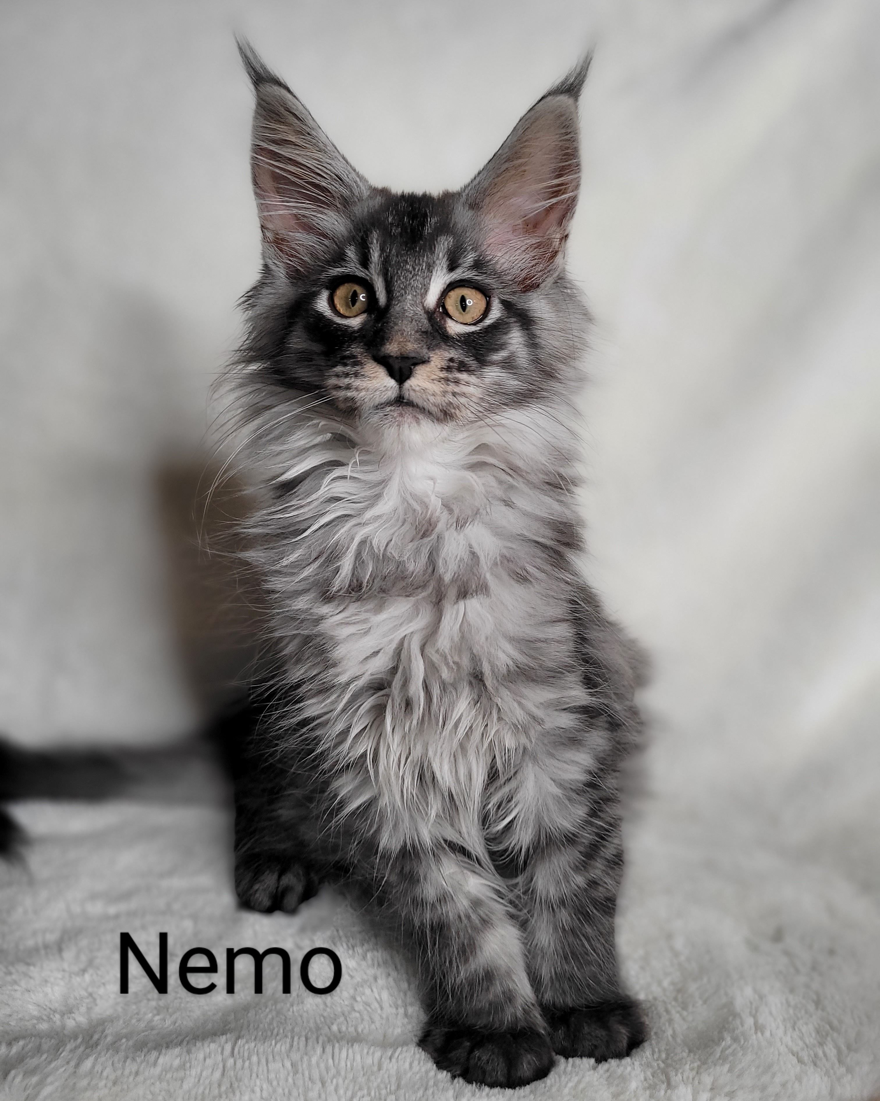 Zen Cattery Previous Kittens - Nemo