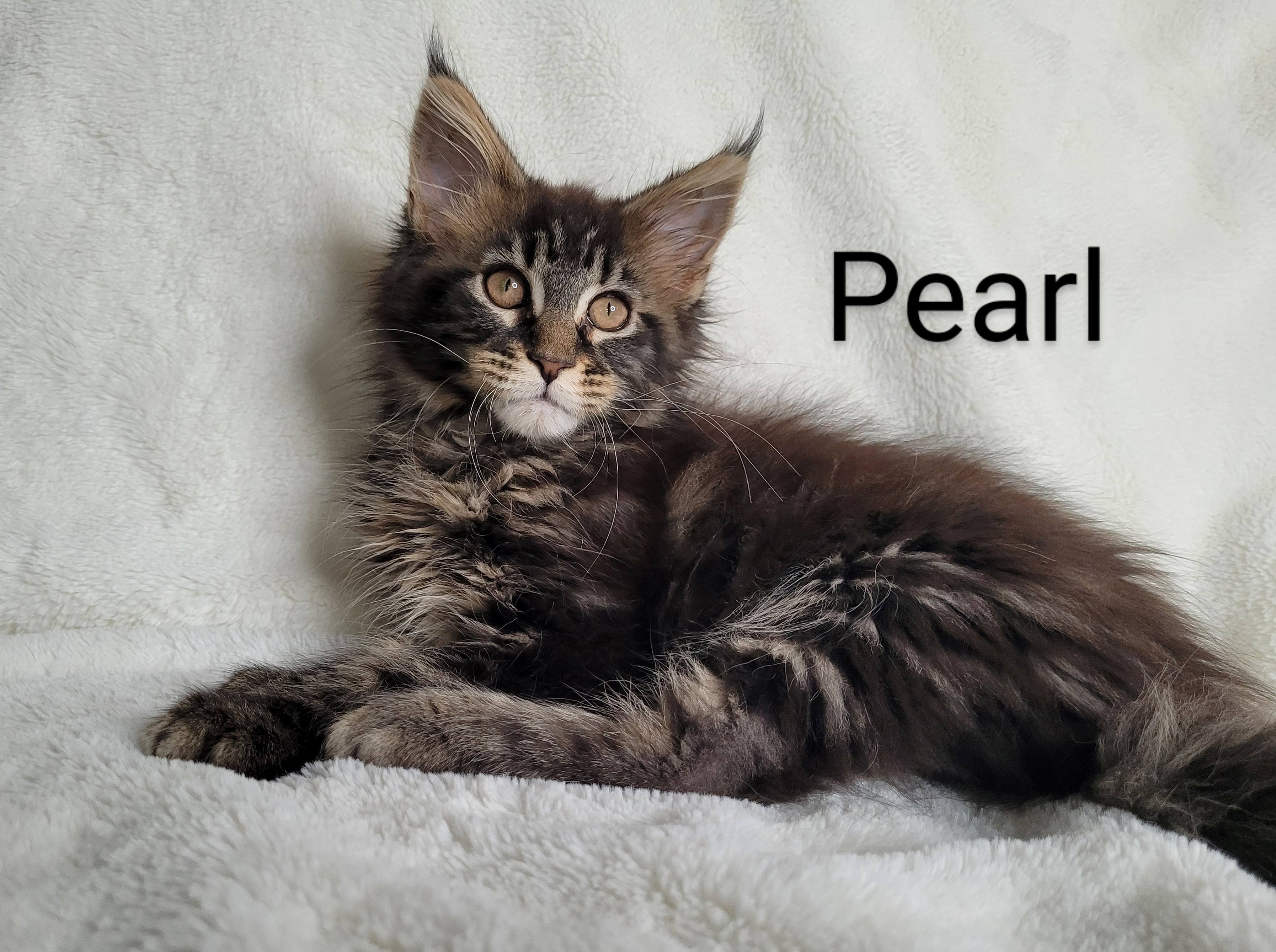 Zen Cattery Previous Kittens - Pearl