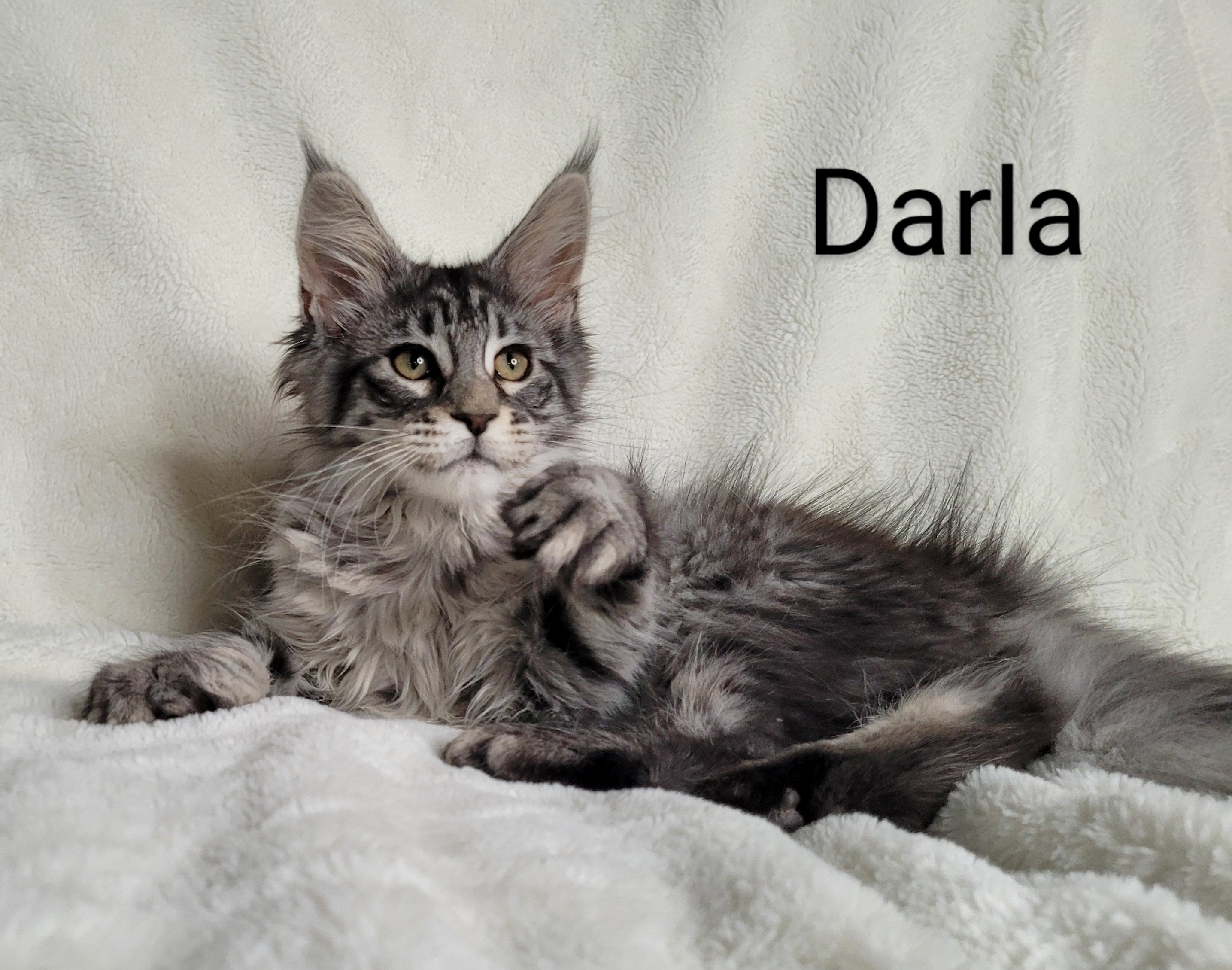 Zen Cattery Previous Kittens - Darla