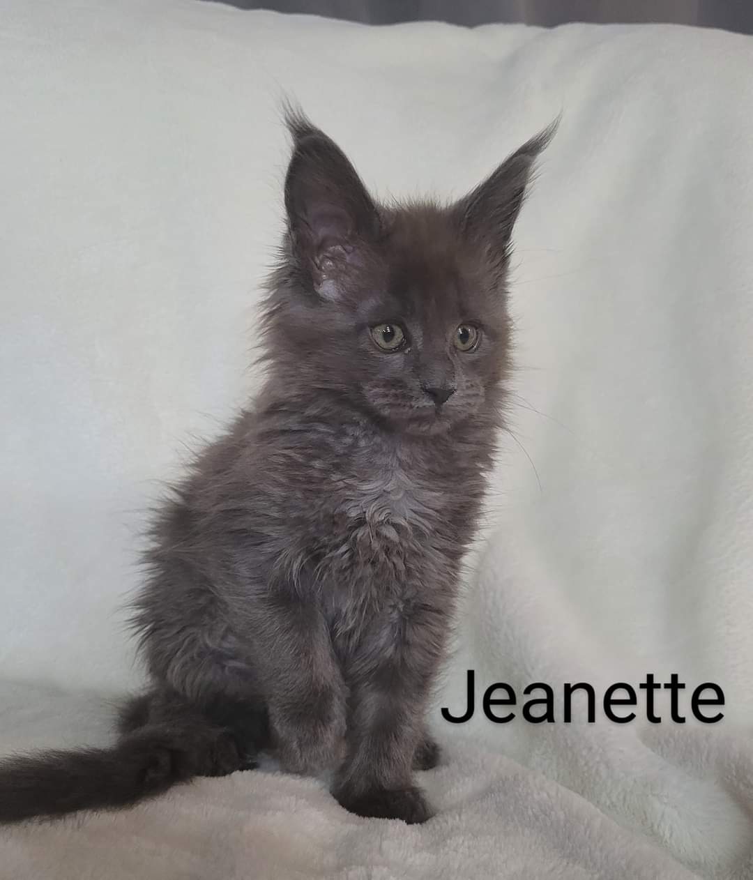 Zen Cattery Previous Kittens - Jeanette