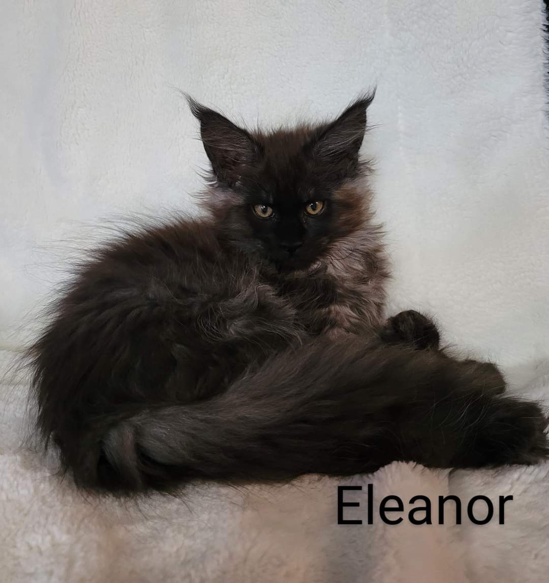 Zen Cattery Previous Kittens - Eleanor