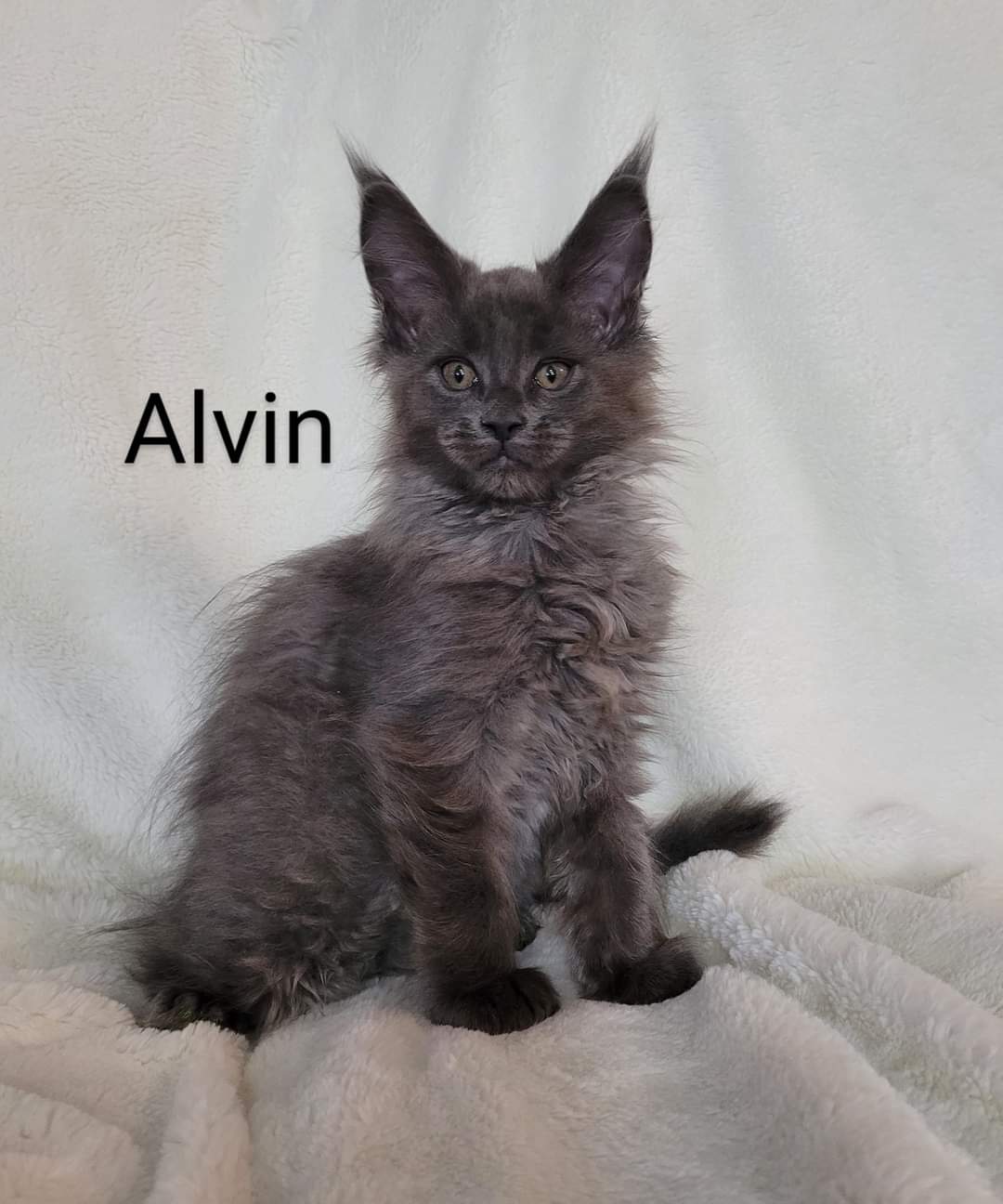 Zen Cattery Previous Kittens - Alvin