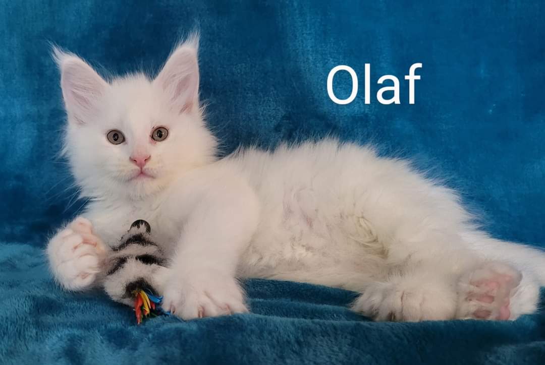 Zen Cattery Previous Kittens - Olaf