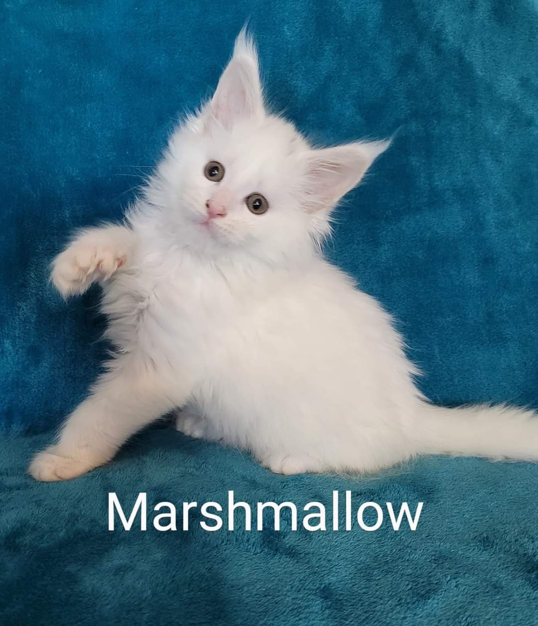 Zen Cattery Previous Kittens - Marshmallow