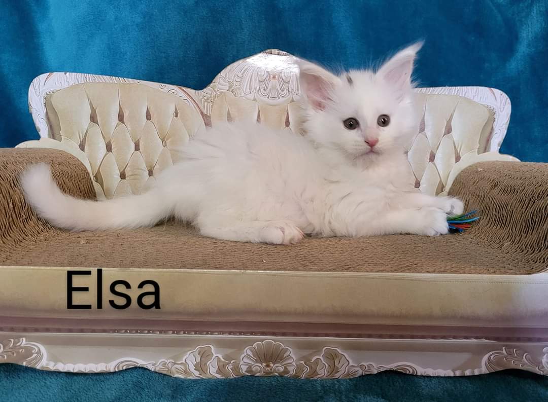 Zen Cattery Previous Kittens - Elsa