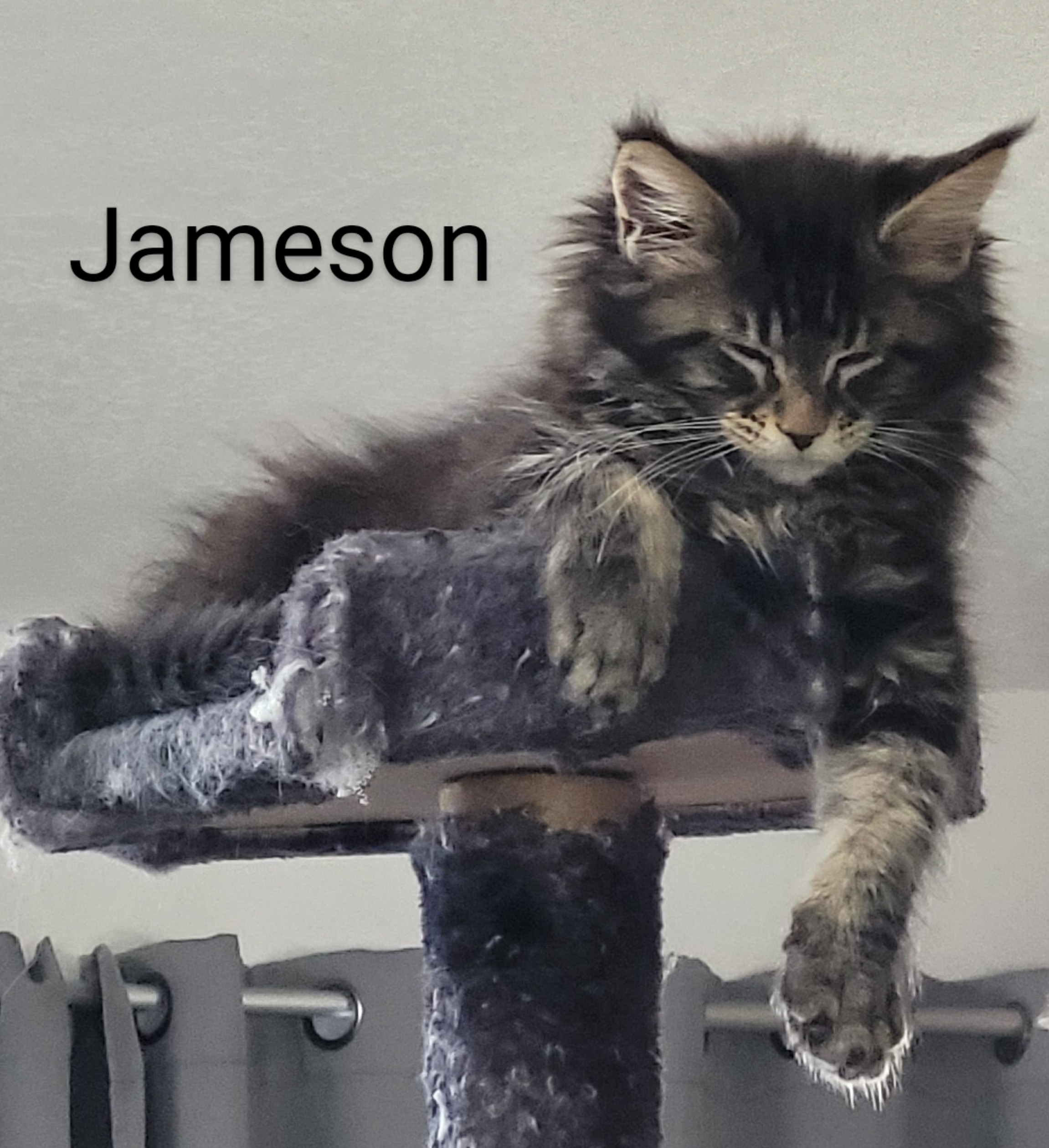 Zen Cattery Previous Kittens - Jameson