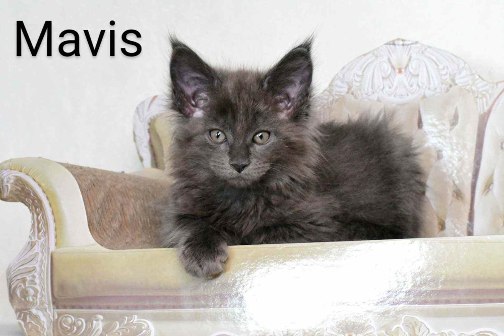 Zen Cattery Previous Kittens - Mavis