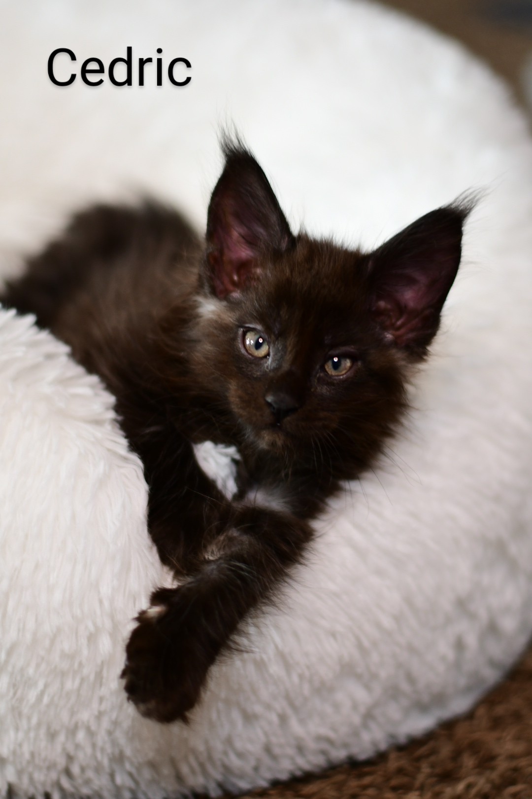 Zen Cattery Previous Kittens - Cedric