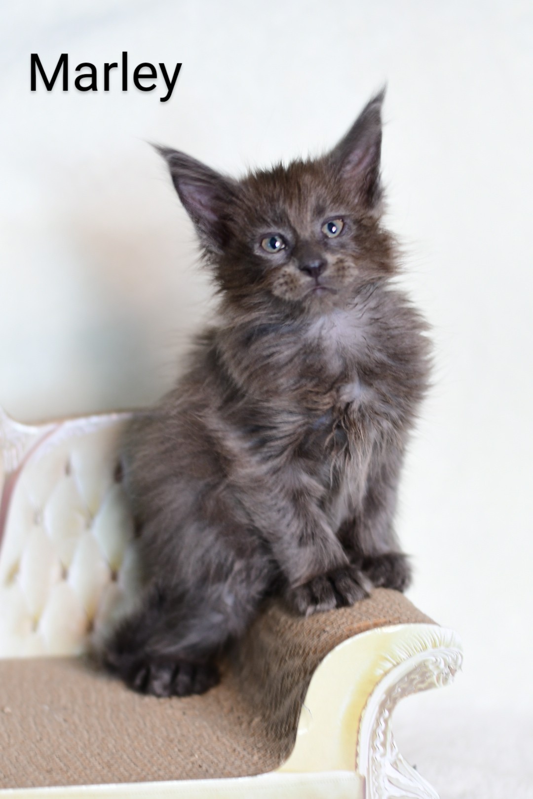 Zen Cattery Previous Kittens - Marley