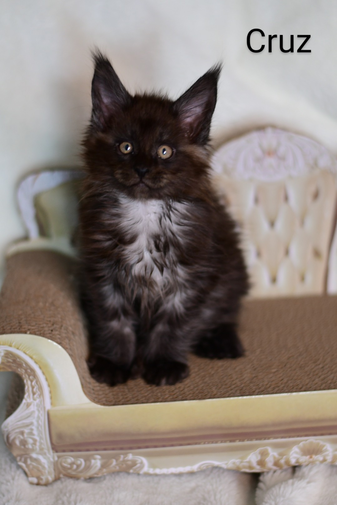 Zen Cattery Previous Kittens - Cruz