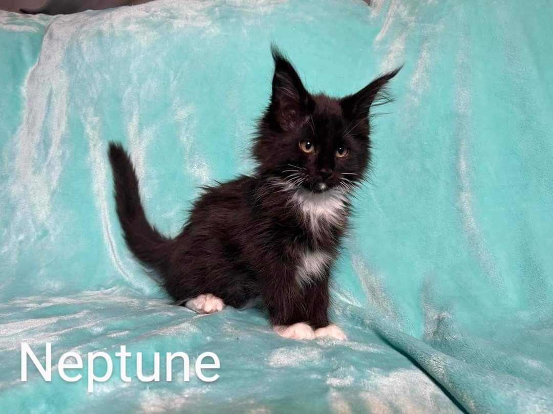 Zen Cattery Previous Kittens - Neptune